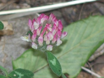 Trifolium pratense